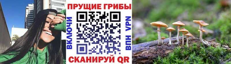 даркнет Telegram  Великий Новгород  Галлюциногенные грибы Psilocybe 
